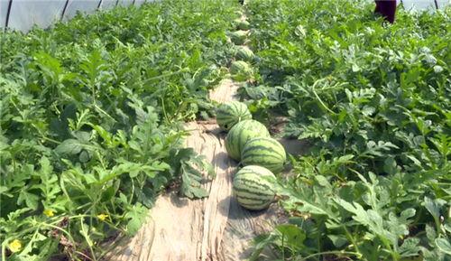 辽源吃瓜爆料视频最新消息,揭秘视频背后惊人真相! 第2张 辽源吃瓜爆料视频最新消息,揭秘视频背后惊人真相! 第2张